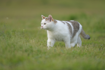 草地上的猫