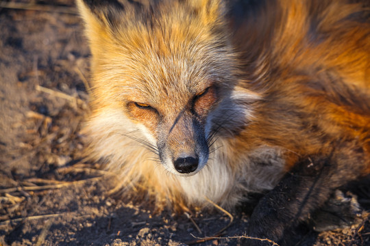 红狐狸
