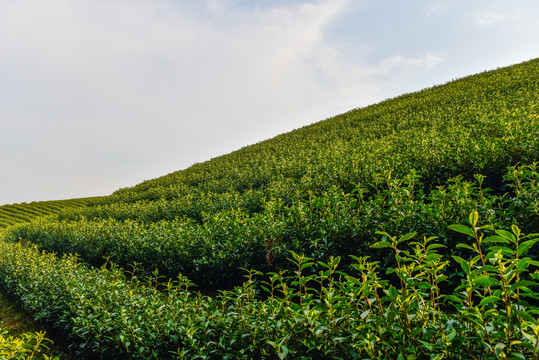 生长的茶叶