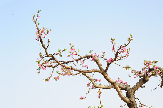 一枝桃花