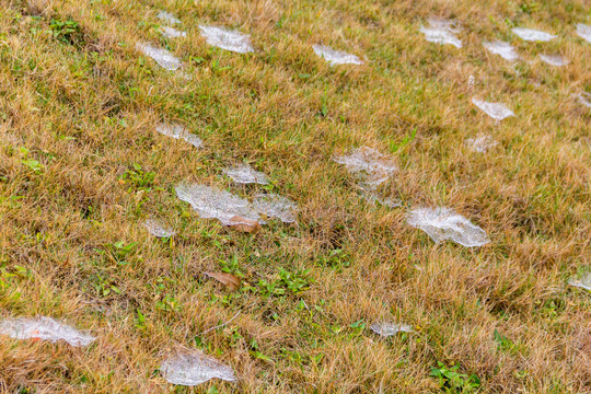 草地上的蜘蛛网