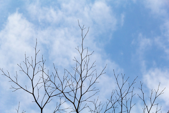 树枝蓝天白云