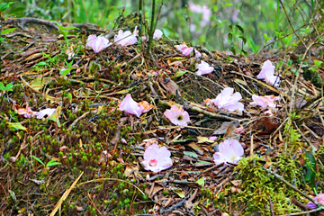 落花满地