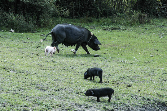 生态猪黑猪白猪良种猪红烧肉