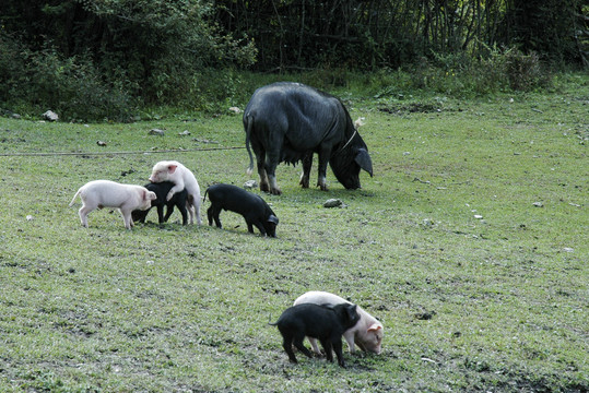 生态猪黑猪白猪良种猪红烧肉