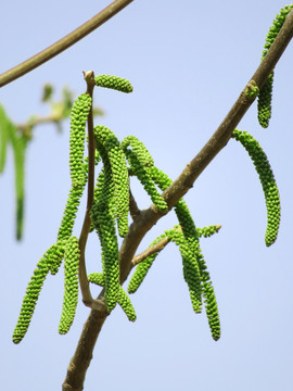 核桃花