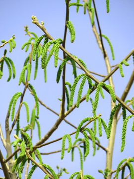 核桃花