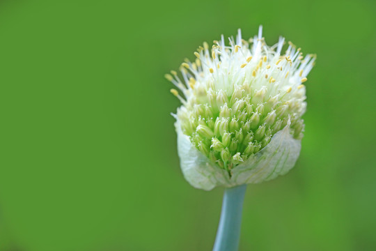 葱花特写