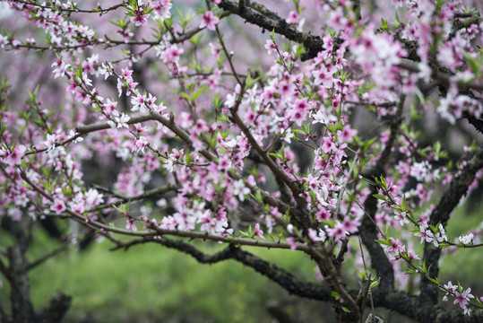 桃花