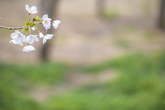 樱花