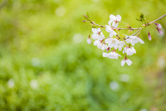 樱花