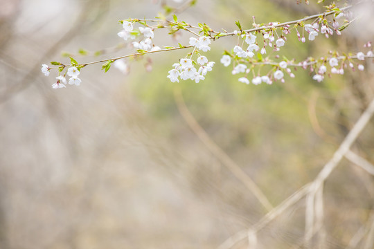 樱花