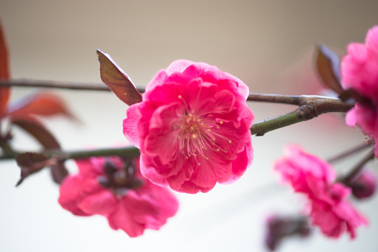 紫叶桃花