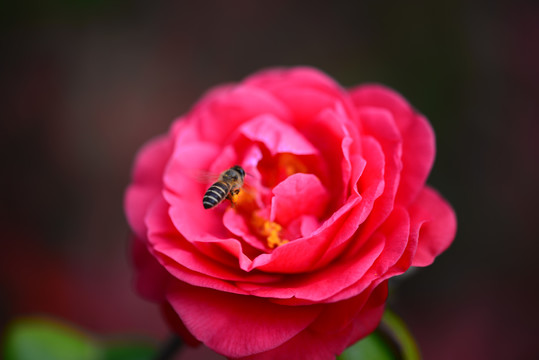 山茶花特写