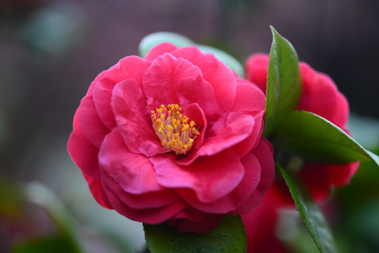 山茶花特写