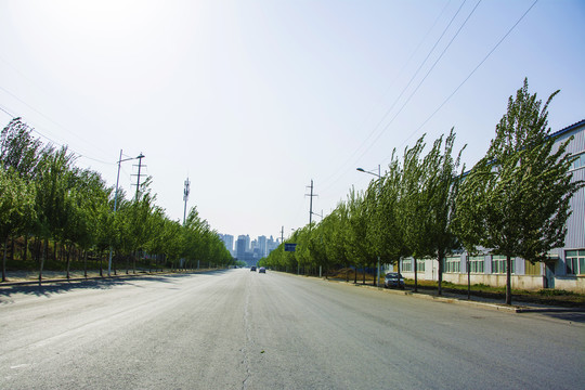 鞍山羊草庄公路与两侧树木