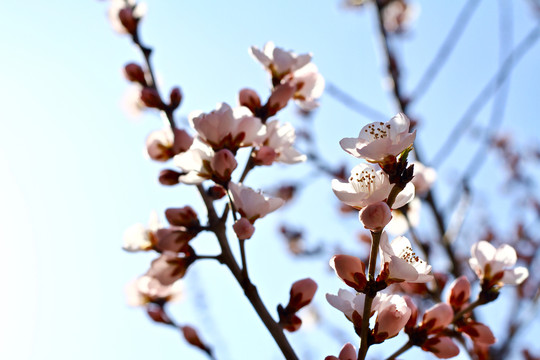 山桃花