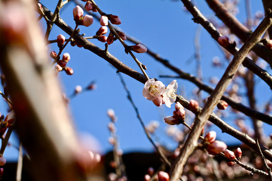 山桃花