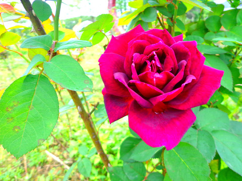 紫色月玫瑰