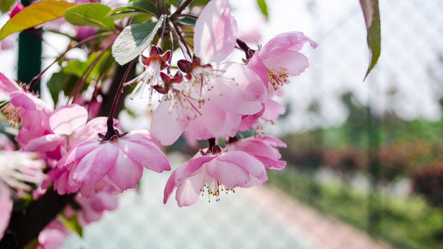 海棠花