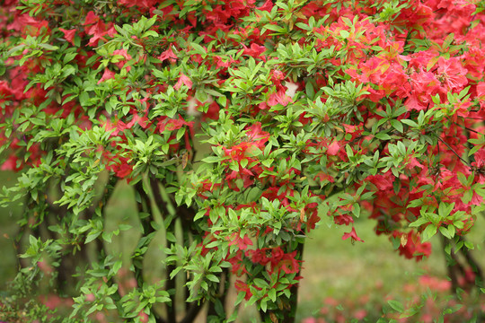 杜鹃花