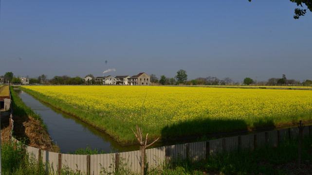 油菜花