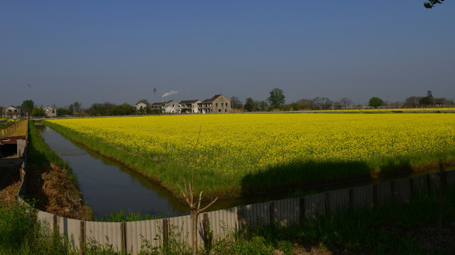 油菜花