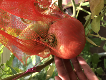 种西红柿