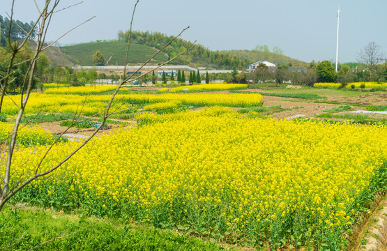 春天的黄色油菜花田