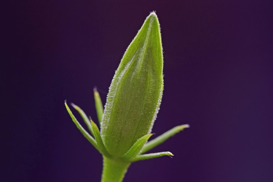 花蕾