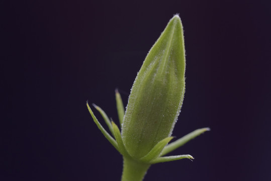 花蕾