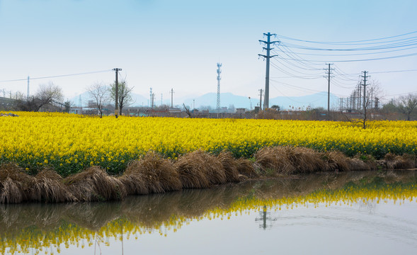 油菜花田