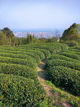 茶山