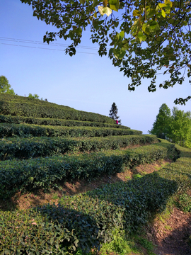 茶山