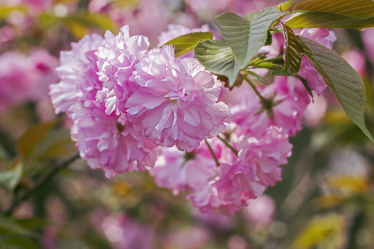 粉红樱花