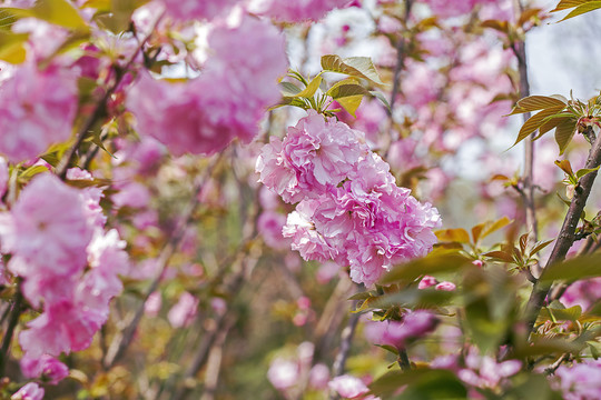 粉红樱花