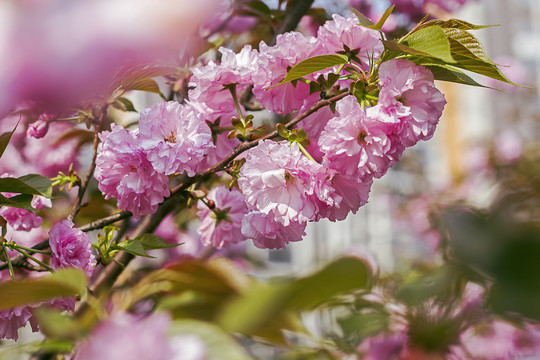 粉红樱花