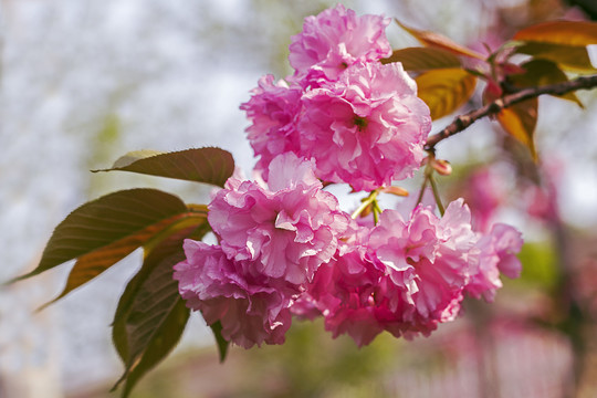 粉红樱花