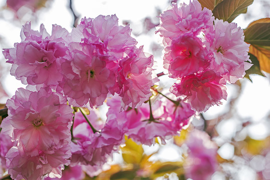 粉红樱花