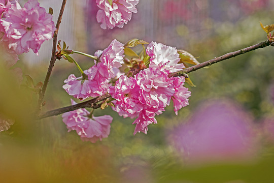 粉红樱花