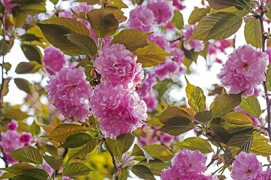 粉红樱花