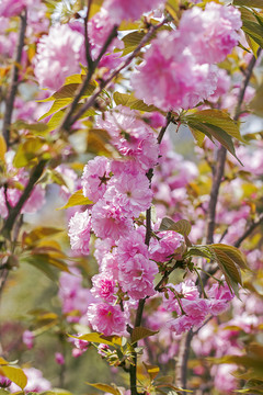 粉红樱花