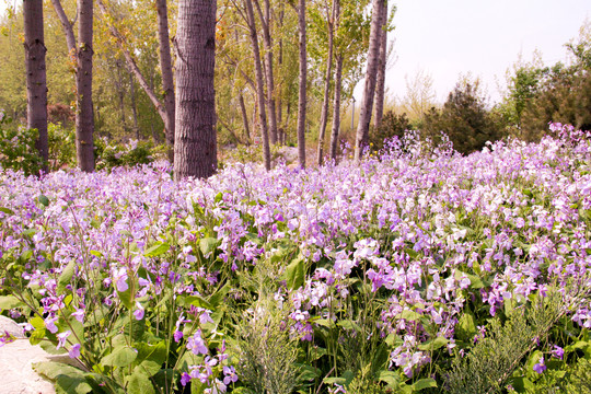林间紫色野花花海风光