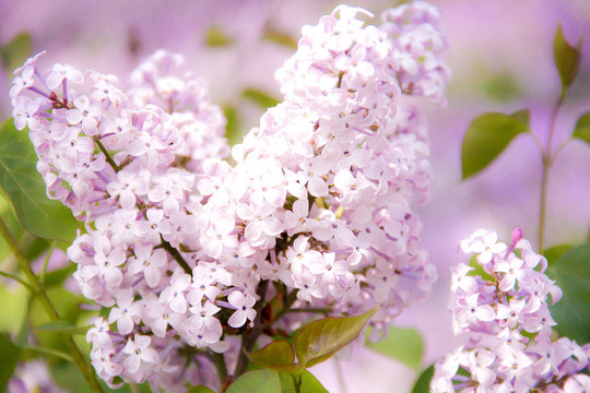 紫色花卉丁香花特写摄影图片