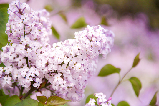 紫色花卉丁香花特写摄影图片