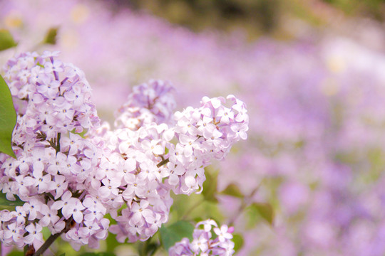 紫色花卉丁香花特写摄影图片