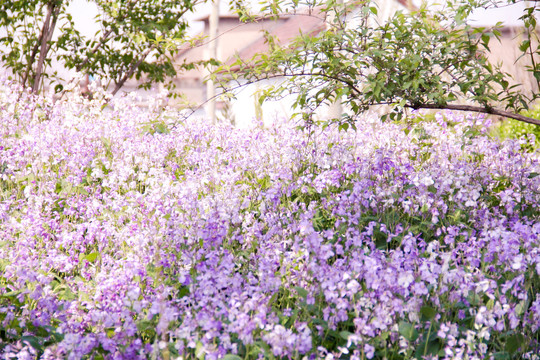 林间紫色野花花海风光二月兰