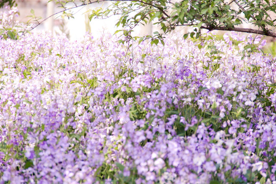 林间紫色野花花海风光二月兰