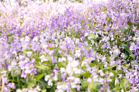 紫色满山花海二月兰图片