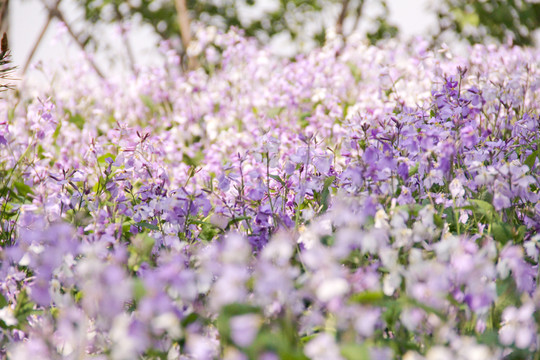 紫色满山花海二月兰图片